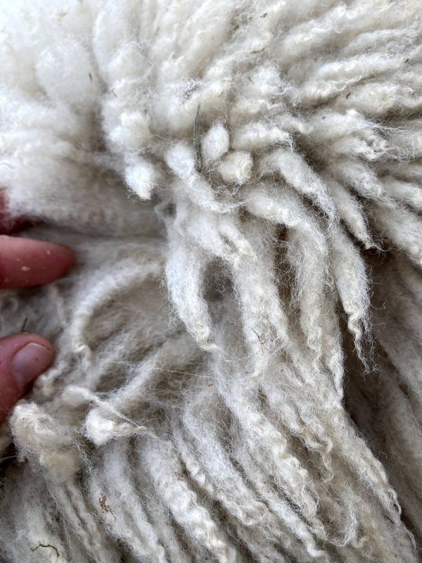 Raw Fleece