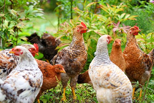 Charity Chicken